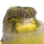 Crested- Canary-11