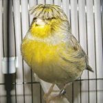 Crested- Canary-5