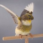 Crested- Canary-6