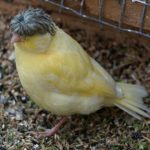 Crested- Canary-7