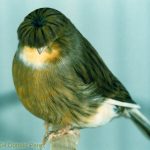 Crested- Canary-9