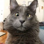 crossed-eyed-cat-14