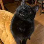 funny-cat-teeth-10