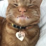 funny-cat-teeth-14