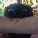 funny-cat-teeth-2