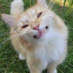 funny-cat-teeth-3