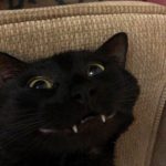 funny-cat-teeth-5