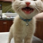 funny-cat-teeth-6