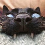 funny-cat-teeth-9